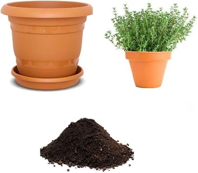 Gardenbox Aromatik Da  Kekik Tohumu, 10 Adet Ekim Seti, Toprak ve Saks  Dahil