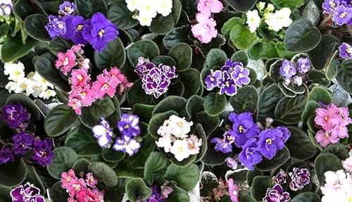 JMBamboo 10 African Violet Plants 4" Pot -Worlds Best Blooming HousePlants