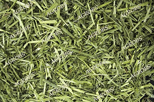 Agrobs Grüner Hafer 150g für alle Nager