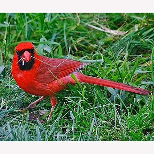 Idée Cadeau Bricolage Diamant Arts Craft Oiseau Rouge Mosaïque 40x80