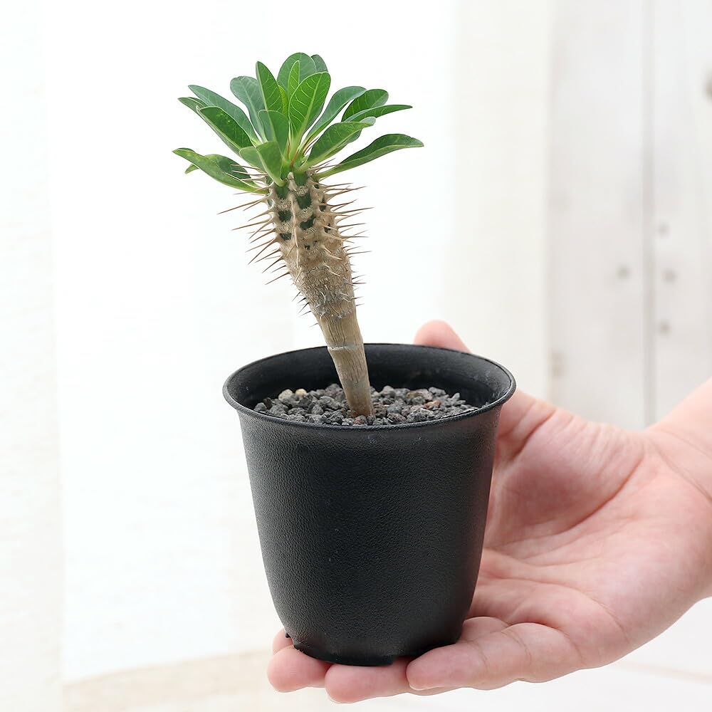 Amazon｜（多肉植物）ユーフォルビア ギラウミニアナ 実生苗 2．5号