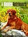 Golden Retrievers 2015 Engagement