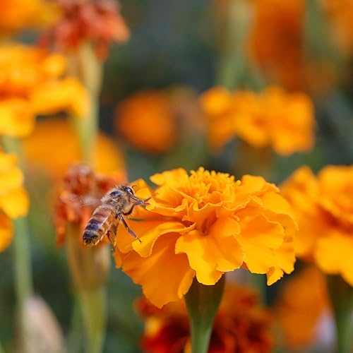 Miniatura 9 de Save the Bees - Coctelero de semillas de flores silvestres   100,000 semillas de flores silvestres para plantar  Hermoso coctelero de semillas fácil