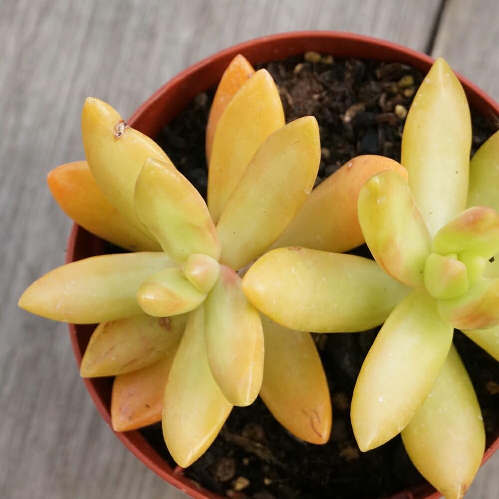 多肉植物 多肉植物 オリジナル寄せ植え 植物 多肉植物 寄せ植え インテリア 三次