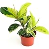Product Photo 1