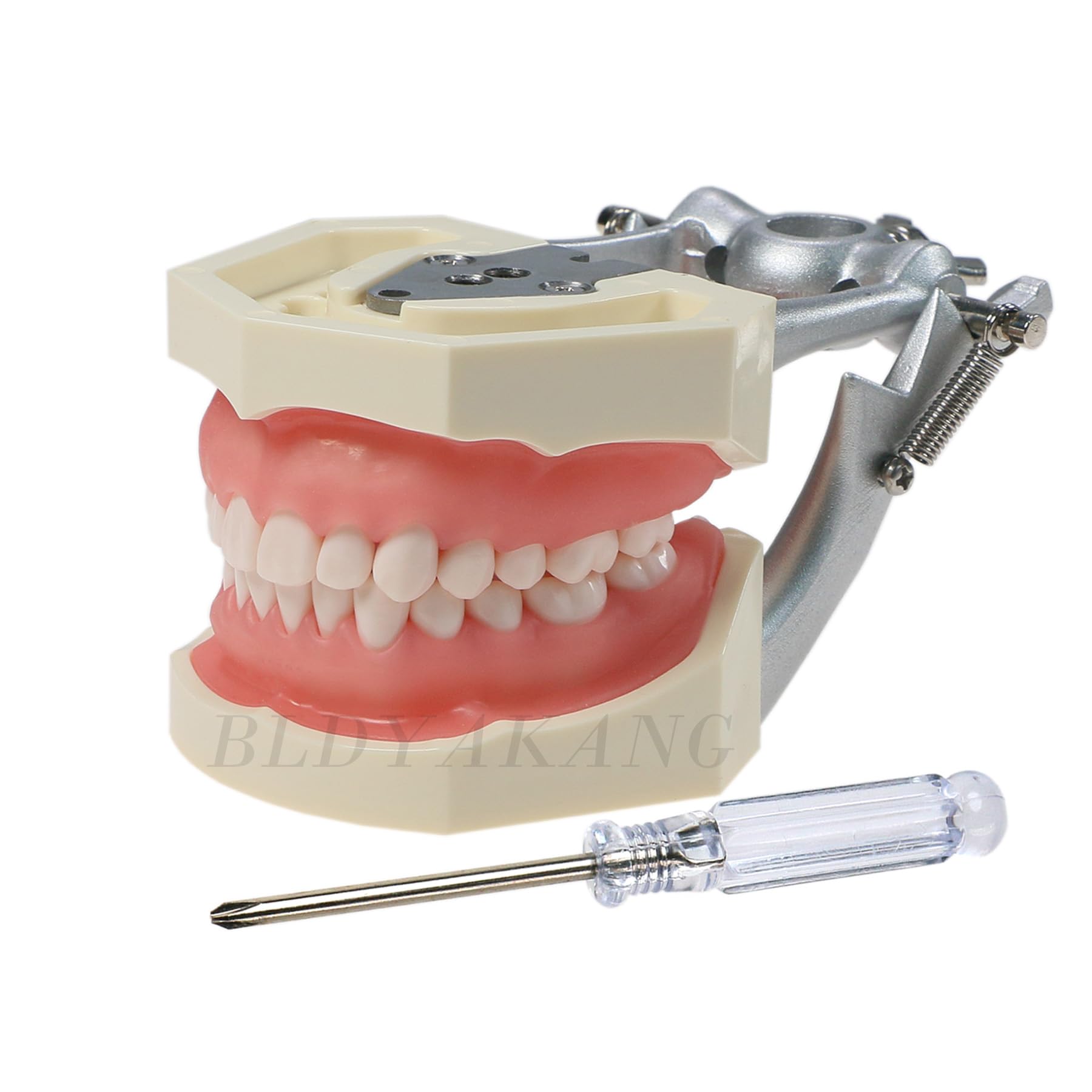Dental Typodont Teeth Model with Mounting Pole 28 Removable Teeth Model (M8011 & Mounting Pole)