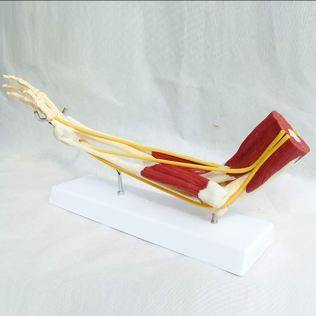 GH-YS Upper Limb Bone Model - Arm Bone Band Muscle Nerve Ligament Model -Human Anatomical Bone Joint Skeletal Muscle Scientific Anatomical Muscled Model for Medical Teaching Aid