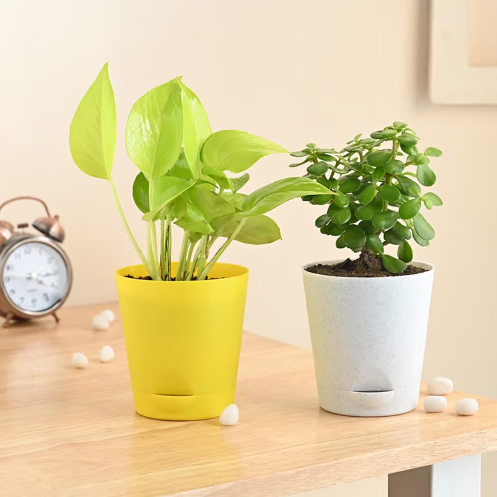 FlowerAura Air Purify Set of 2 (Jade Plant & Golden Money Plant) Live Indoor Plants in Plastic Pots For Home/Office Decor & For Birthday Gift, Anniversary Gift, Mothers Day Gift (B0D39RR225) Amazon Price History, Amazon Price Tracker