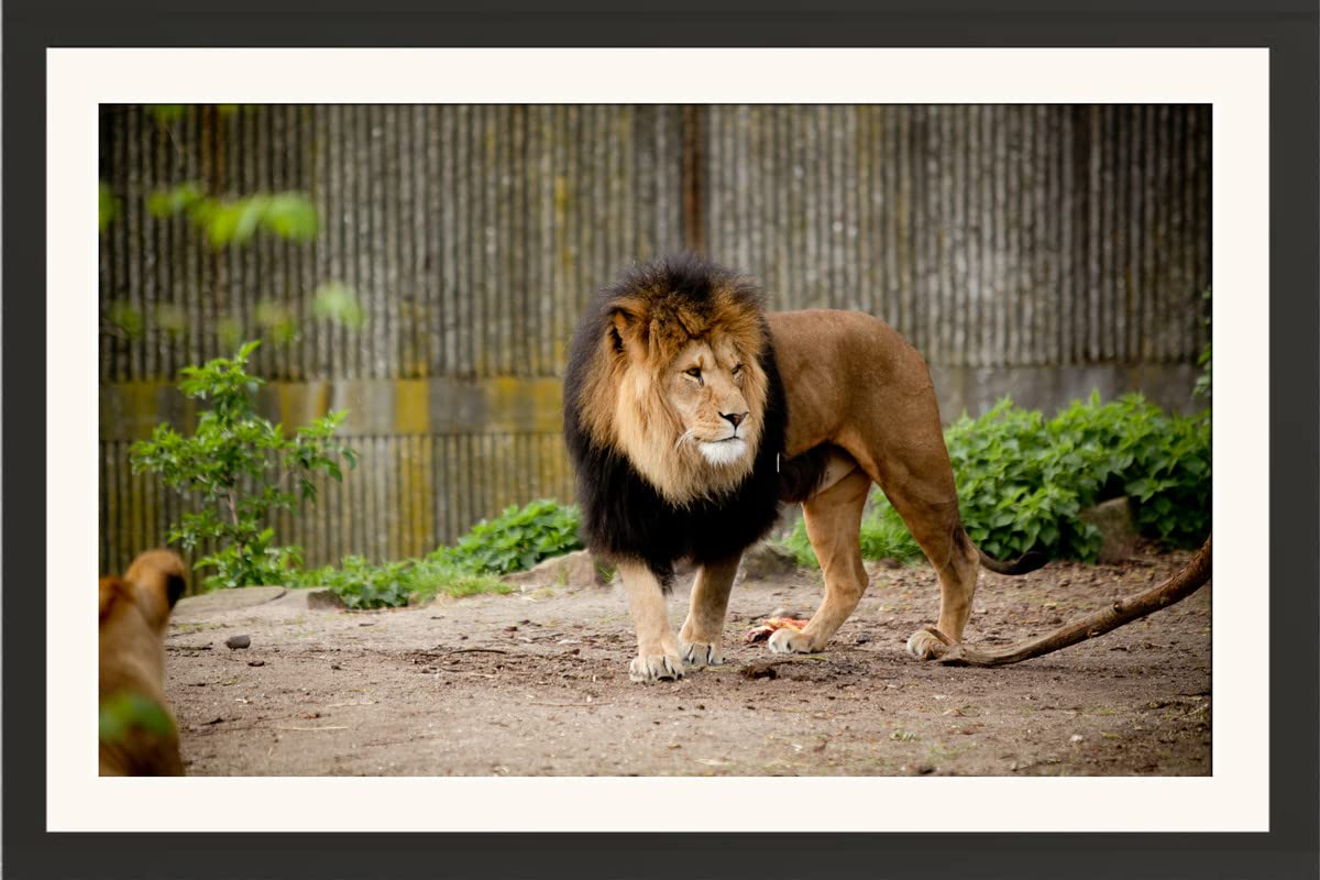 FRAME OF The Forest King Lion In Park 6 Wall Hanging 1.5 Inches Framed Thermal Coated Lamination Photo Without Glass For Home Decor, Living, Drawing and Bed Rooms (13 X 18 Inch)