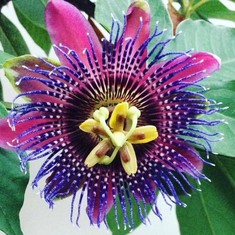 ONLINE PLANT BAZAR PASSION FLOWER/KRISHNA KAMAL FLOWER LIVE PLANT-P4 (B0C826MZK6) Amazon Price History, Amazon Price Tracker