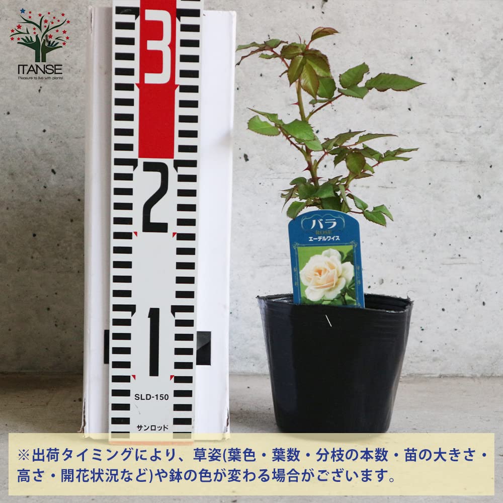 Amazon.co.jp: 薔薇の苗