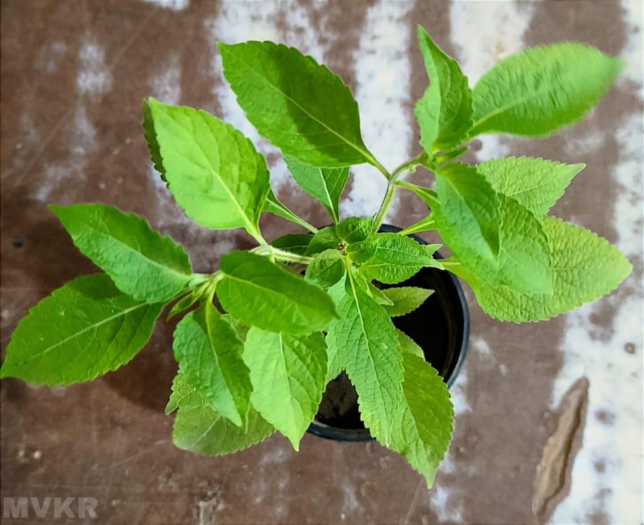 MVKR Live वन तुलसी | Ocimum gratissimum L. Jungli tulsi Plant I Barbari tulsi Plant I With Growbag (Pack of 1 Plant) (B0C96XPVST) Amazon Price History, Amazon Price Tracker