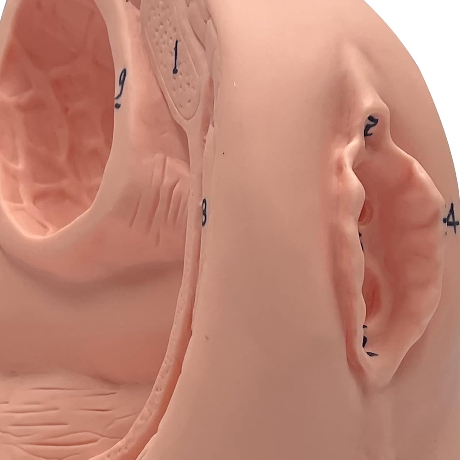Male and Female Catheter Anatomy Model, Male/Female Internal and External Catheter Insertion Model-PVC Mannequin Teaching Mode-Nursing Medical Education Training Auxiliary Model