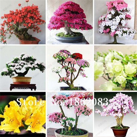 Semillas de semillas de semillas Japonaises 100pcs/lot Semillas de cerezo de semillas de Sakura, cereza de color