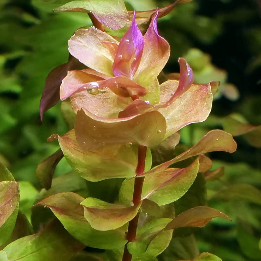 Amazon.co.jp: （水草）ロタラ マクランドラ グリーン（水中葉）（無