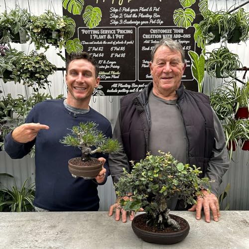 Your First Bonsai: What New Growers Should Know