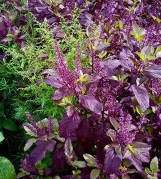 Image of Krishna Shyama Tulsi Live Plant with Pot | Black Holy Basil Ayurvedic Medicinal Herb Plant | Sacred Pooja Tulsi for Home Temple Balcony Garden Indoor Outdoor Decor | Pack of 1
