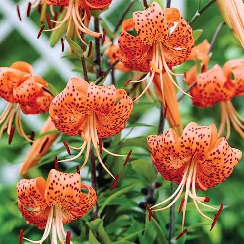 5 Turks Cap Lily Bulbs Roots