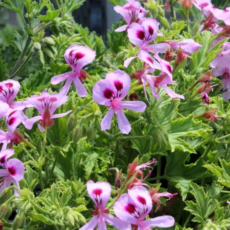 4 Citronella Plants Live, Citronella Geranium Plants, Hardy Perennial Fragrant Herbs, 4-8" Height, Garden or Patio Planting, in Pots