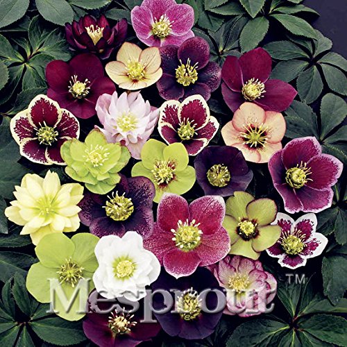 Novelty Plant 100PCS Hellebore (Christmas Rose) Helleborus Niger Flower Plant Home Garden - (Color: 2)