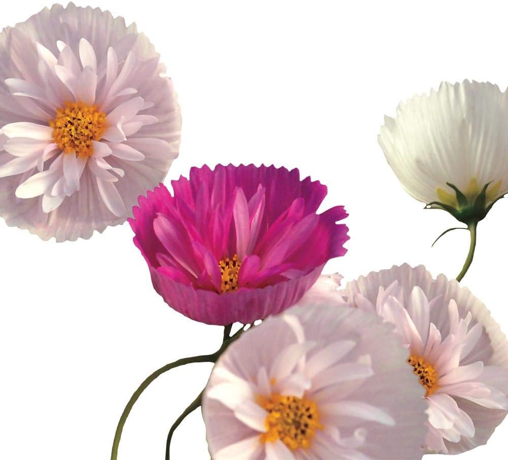 Park Seed Cosmos Cupcakes and Saucers Mix Home & Kitchen