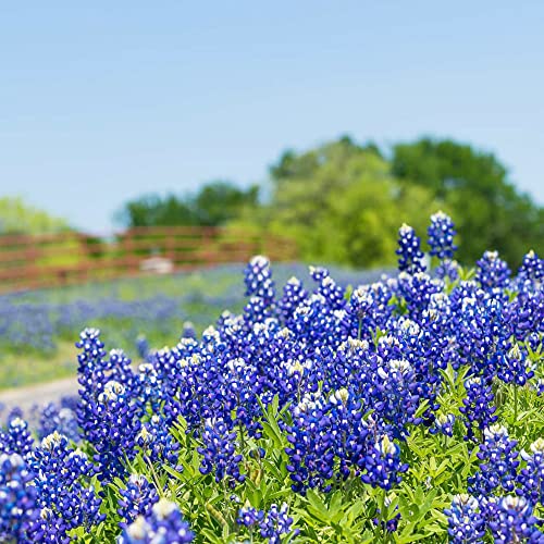 Qauzuy Garden 30 Blue Texas Bluebonnet (Texas Lupine/Lupinus Texensis/Buffalo Clover) Wolf Flower Seeds Striking Showy Wildflower For Garden Outdoor Attract Pollinators & Easy Grow #TOP6