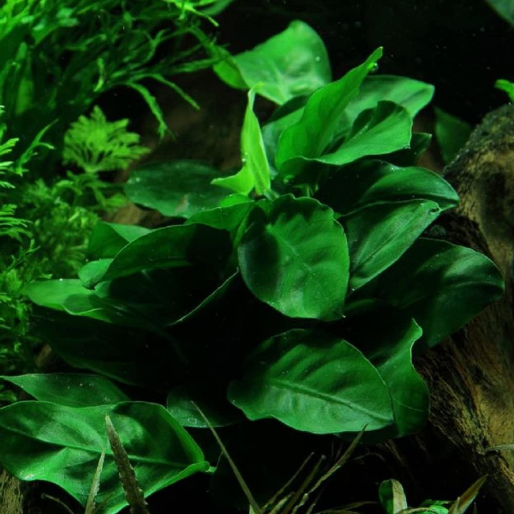 AquaOne Set di 5 piante acquatiche per acquario, piante acquatiche per principianti, aroma: igrophila Cryptocoryne Eleocharis Anubias I set con 5 piante per acquario