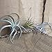 CHIVE Artificial Air Plants — Bulk Set of 5, Medium — Ultra Realistic Fake Tillandsia Bromeliad Plants — Decorative Faux Succulents for Home & Office Decor — No Care Needed!