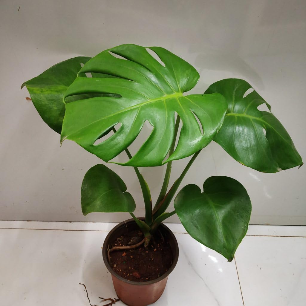 plant store™ Monstera Deliciosa or Swiss Cheese Live Outdoor and Indoor Plant