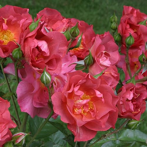 Miniatura 2 de Heirloom Roses Planta de rosas - Cinco de Mayo Rosa Naranja Roja, Planta Viva Floribunda para plantar al aire libre