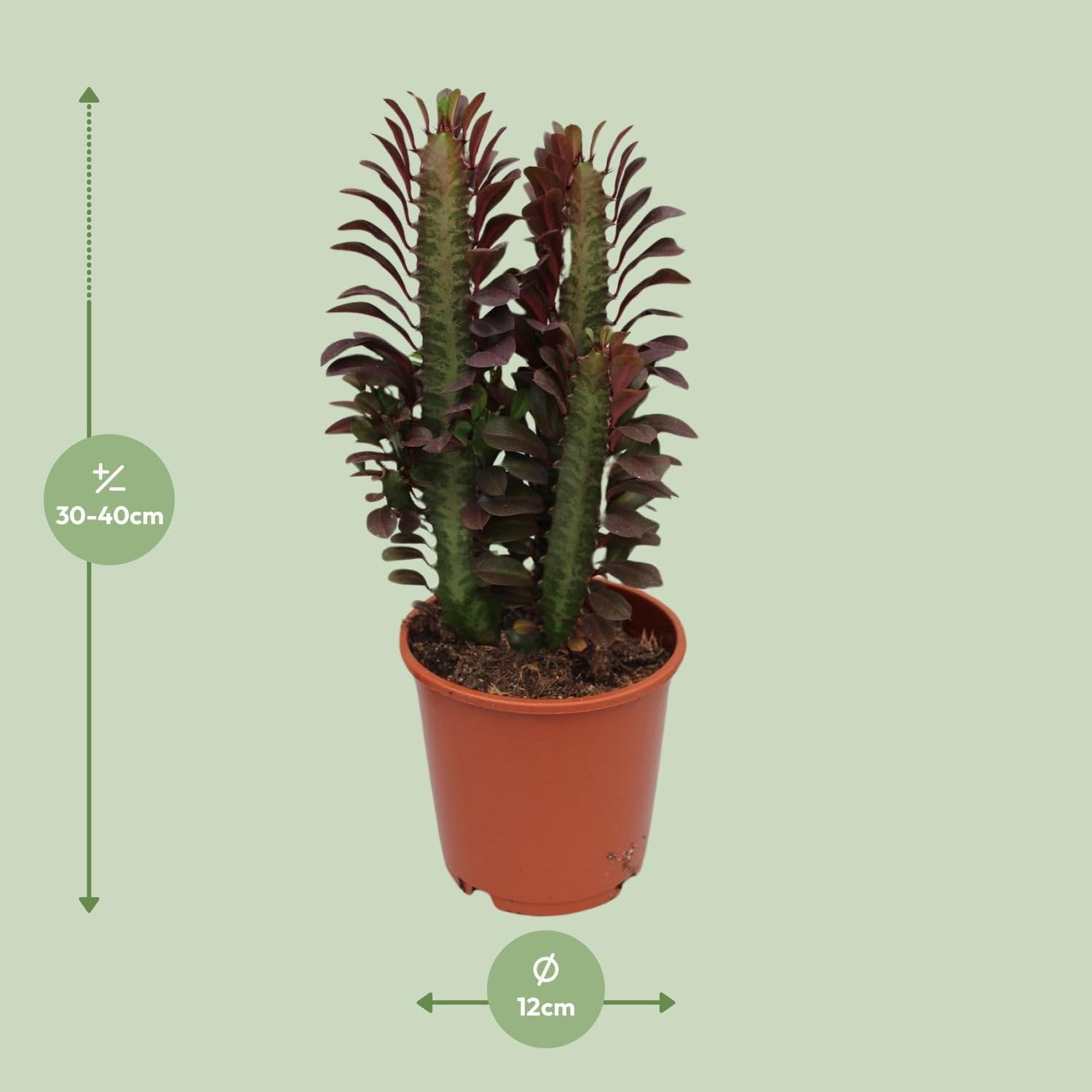 Euphorbia Trigona Rubra Wolfsmilch Rote Sukkulente Zimmerpflanze Ø12 cm 40