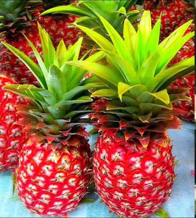 RED PINEAPPLE FRUIT PLANT HYBRID (B0CJNHGLFN) Amazon Price History, Amazon Price Tracker