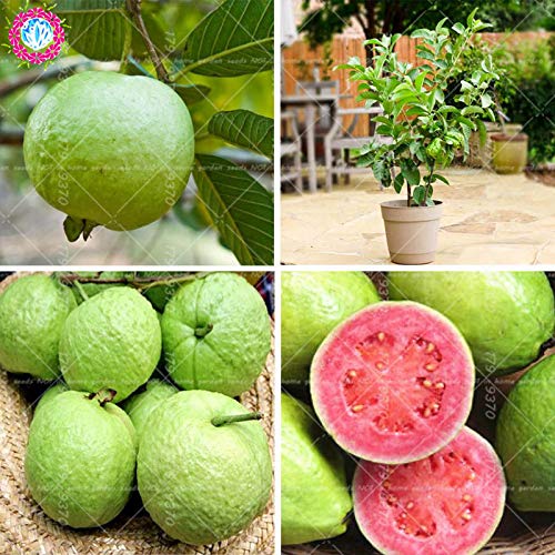 Las semillas del paquete: 30pcs bonsai guayaba Psidium guajava Bonsai zonas tropicales de Ã¡rboles frutales en maceta Seedss para Seedsing casa mini jardÃ­n Por Farmerly