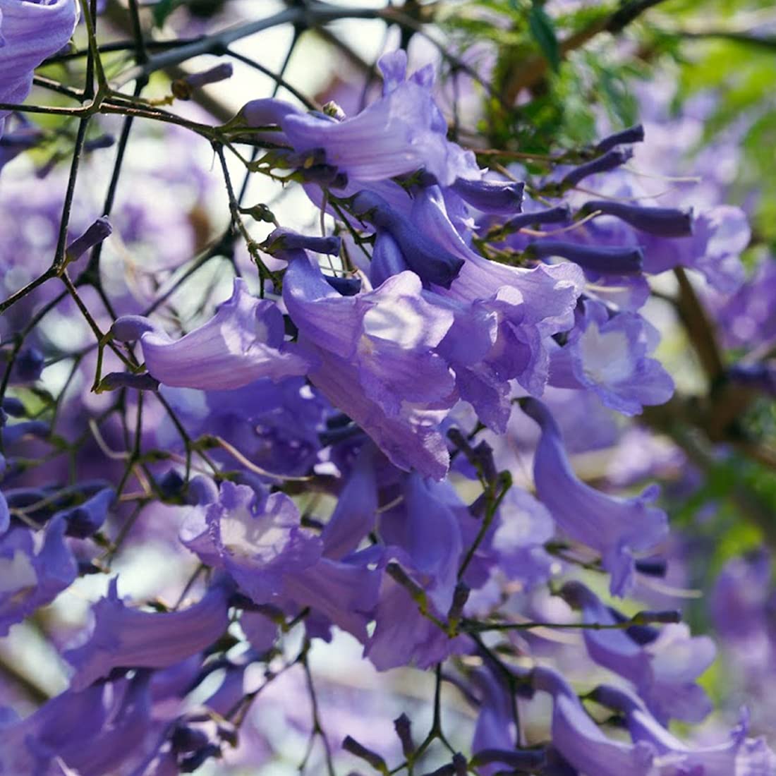 Buy Jacaranda Tree Jacaranda mimosifolia Tree , Also Known as Green