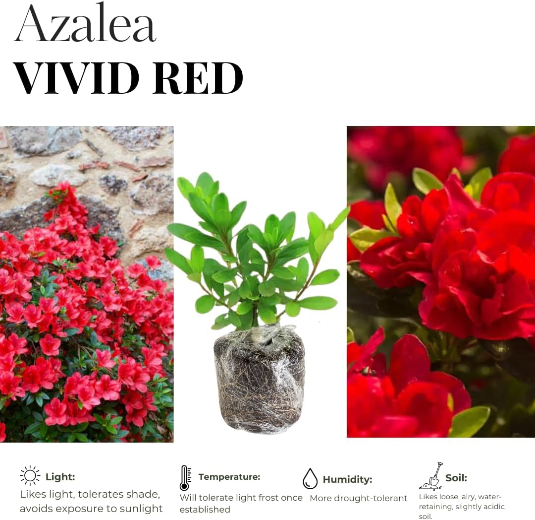 2 Red Azalea Plants Live Tree, Blooming Rhododendron Bushes, 5-10 Inc Tall, No Pot, for Indoor Outdoor Planting, Red Azalea
