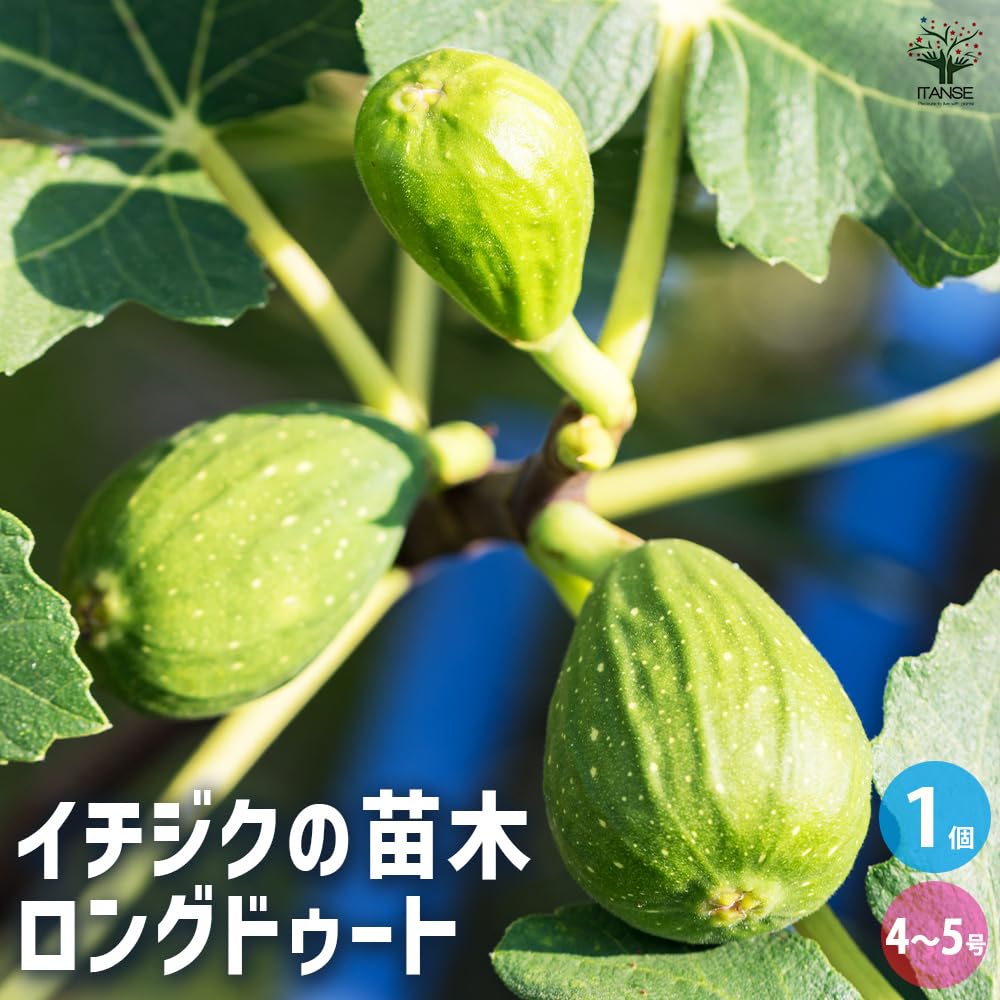 Amazon.co.jp: イチジクの苗木 ロングドゥート(バナーネ) 4～5号 1個