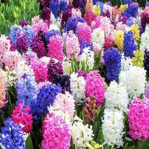 Bulbos de Hyacinthus - Pack 8 Plantas - Flores Naturales - Flores de Colores - Bulbos de Jacinto