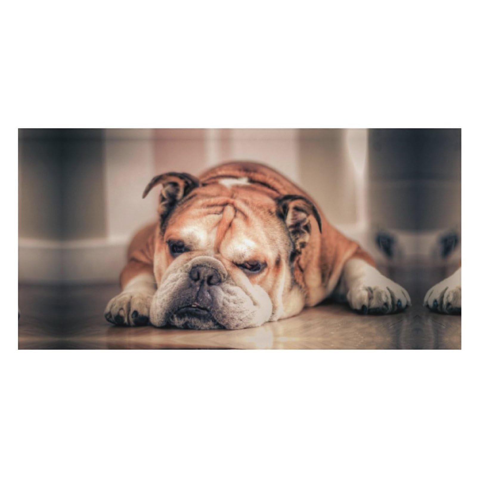 LWORZIIB Beach Towel, English Bulldog Bath Towel, Pool Towel Great for Gym Swimming 80 X 160cm
