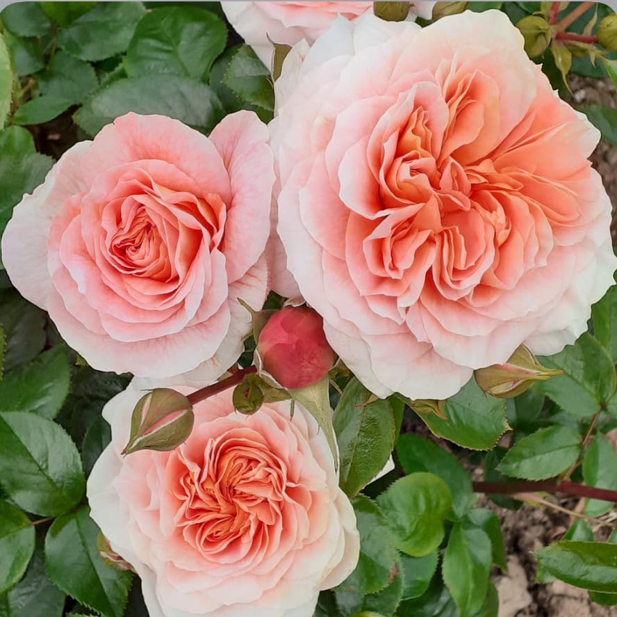 It's a Wonderful Life Rose Plant, 3 Litre Pot, Ready for Garden Planting