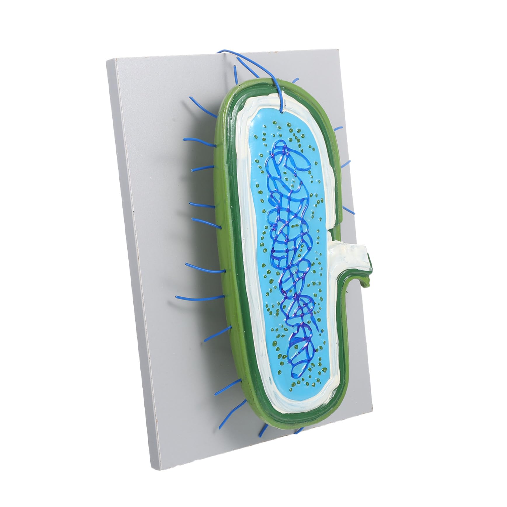 Vergrößertes Zellkern Modell aus Kunststoff für Biologieunterricht | Detaillierte Organellen Darstellung, Interaktives Lernobjekt, für Schüler und Einzelstudium