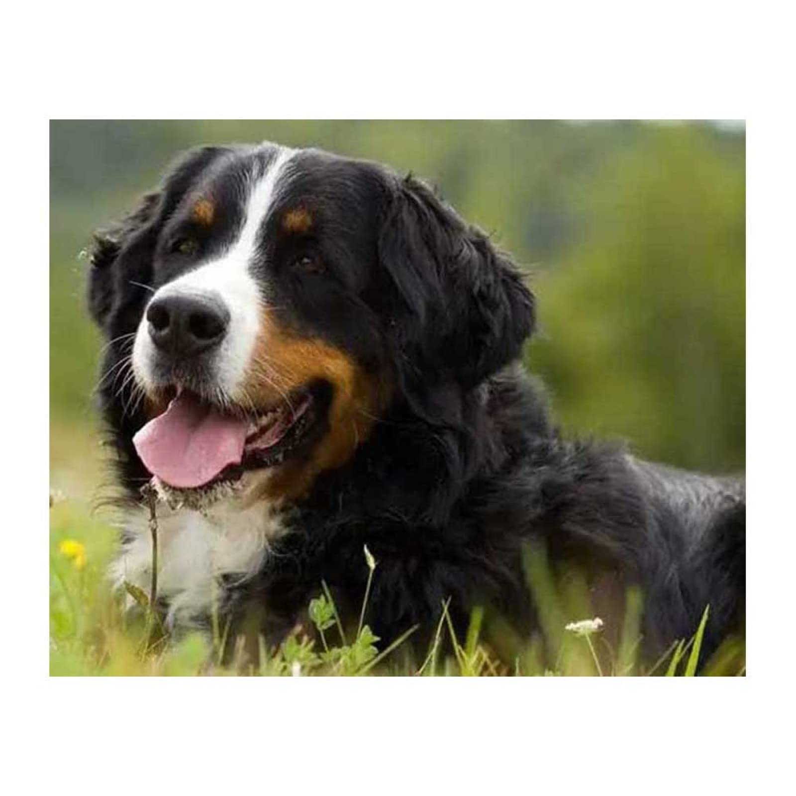 5D Diamond Painting Kit Chiot Bouvier Bernois Broderie Point De Croix 5D Diamond Painting Kit Chiot Bouvier Bernois Broderie Point De Croix