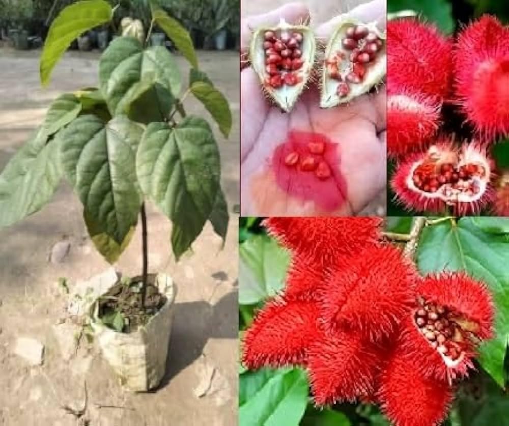 SINDOOR PLANT OUTDOOR GARDEN LIVE ORGANIC GRAFTED TREE SHENDRI/SINDUR (B0CTYGJ35W) Amazon Price History, Amazon Price Tracker