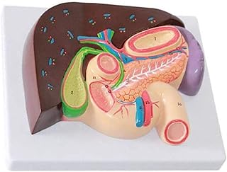 Study Model Human Organ Anatomy Model,Gastric Section Model Hepatopancreatic Duodenum Gallbladder Pancreas Liver Anatomy Model PVC Material Digestive Systerm SaiFei