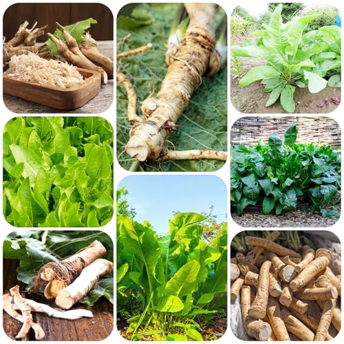 Semillas de rábano picante - jardín de plantas plantas resistentes para el jardín semillas de hortalizas semillas de hortalizas Semillas de rábano picante para el jardín semillas de 200pcs