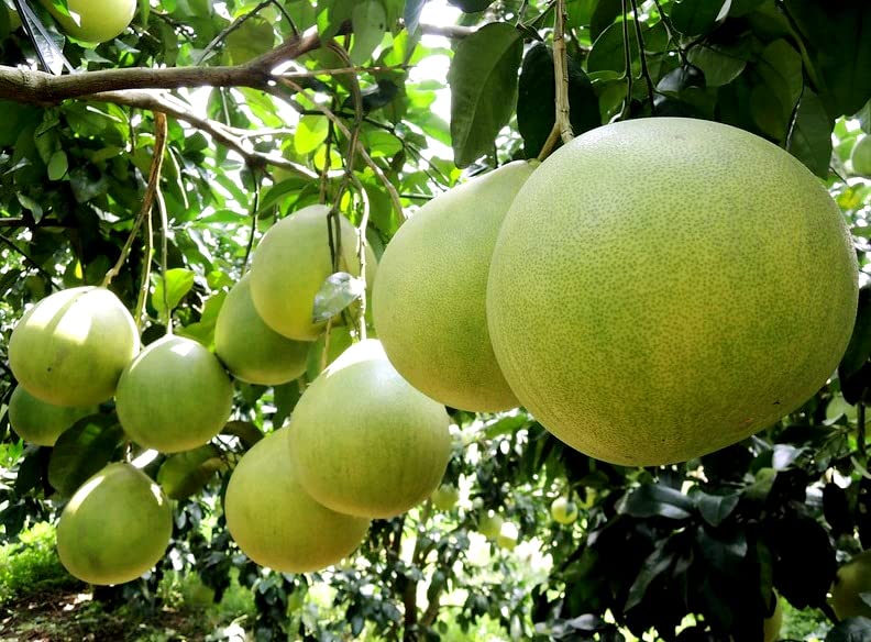 See full amazon price history chart for The Gifti Pomelo Jambura Or kambili Naranga Tree Or Batabi Lemon 1 Live Fruit Plants in Nursery Grow Bags The Gifti Pomelo Jambura Or kambili Naranga Tree Or Batabi Lemon 1 Live Fruit Plants in Nursery Grow Bags (B0BTTT9X4M) Amazon Price History, Amazon Price Tracker