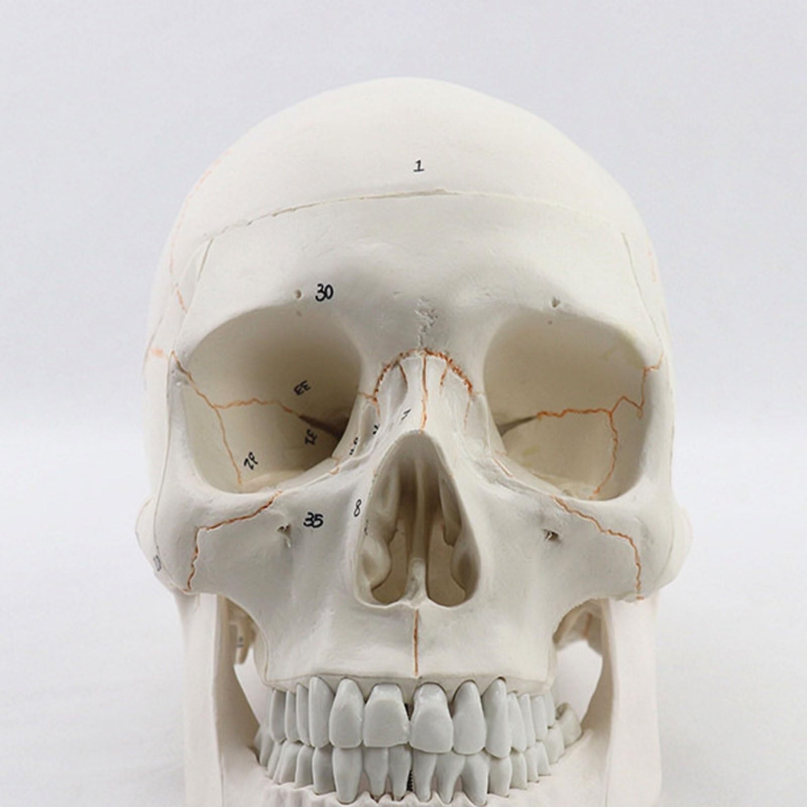 Modello anatomico Umano, Modello anatomico del Cranio Medico, Modello anatomico Umano, Modello anatomico della Testa dello Scheletro, Forniture per Lo Studio, Strumento didattico per l'odontoiatria.