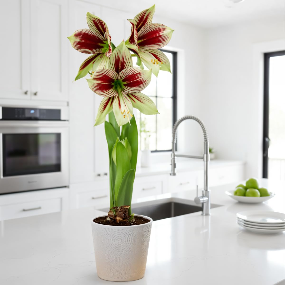Amaryllis Bulbe Papilio 1 pièce - Bulbes à fleurs grand format 20/22 - Hippeastrum