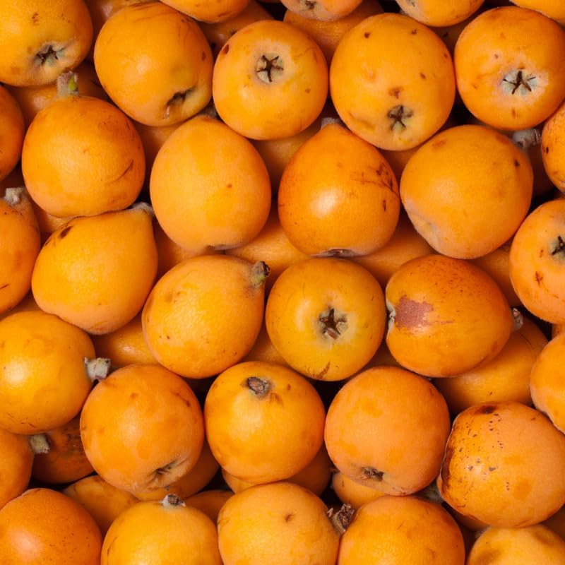 Live Loquat Tree Plant 2-3 Feet Tall, Tropical Fruit Tree for Garden Planting, Outdoor Loquat Plant for Backyard Orchard, Patio Pots or Landscape Growing, No Ship to CA