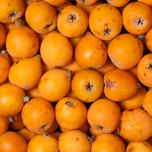 Live Loquat Tree Plant 2-3 Feet Tall, Tropical Fruit Tree for Garden Planting, Outdoor Loquat Plant for Backyard Orchard, Patio Pots or Landscape Growing, No Ship to CA