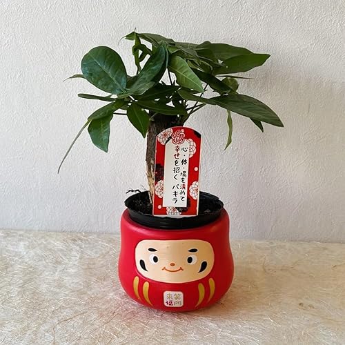 幸せを呼ぶ ミニ 観葉植物【パキラ 幸福だるま鉢カバー付き 1個】品種おまかせ 健康 運気アップ 新婚祝い 結婚記念日 誕生日 敬老の日 母の日 父の日 バレンタイン ホワイトデー クリスマス ギフト (パキラ赤)